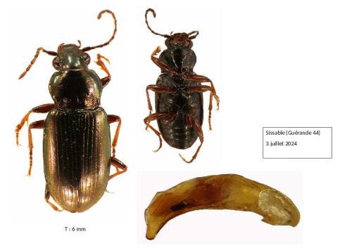 Pogonus sp.